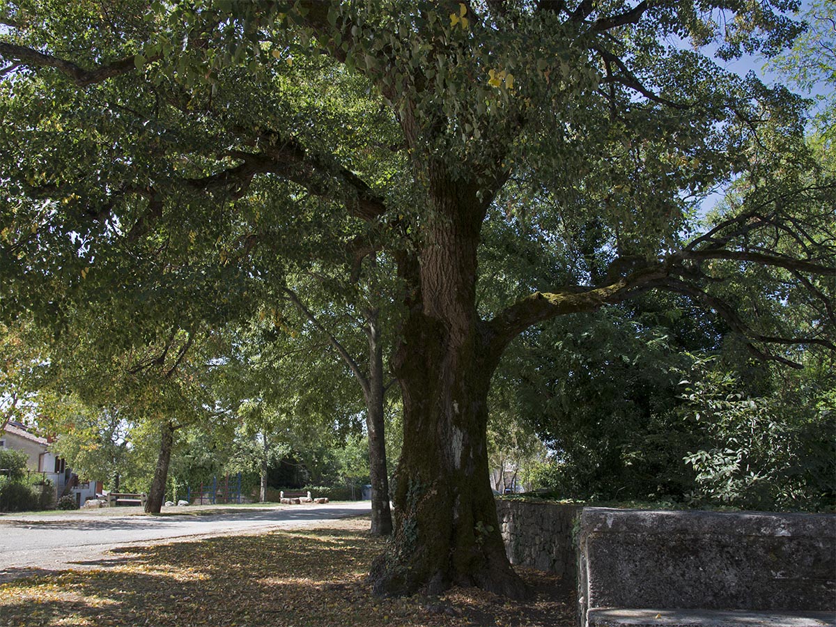 Tilia cordata